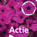 Bild von Petunia P12 "Actie" Ew Violet